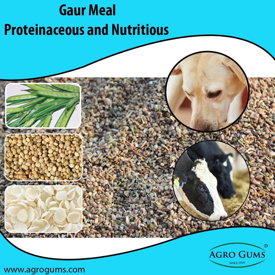 Guar Gum Powder Usage in Pet Food