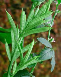 Guar Gum in Cosmetics