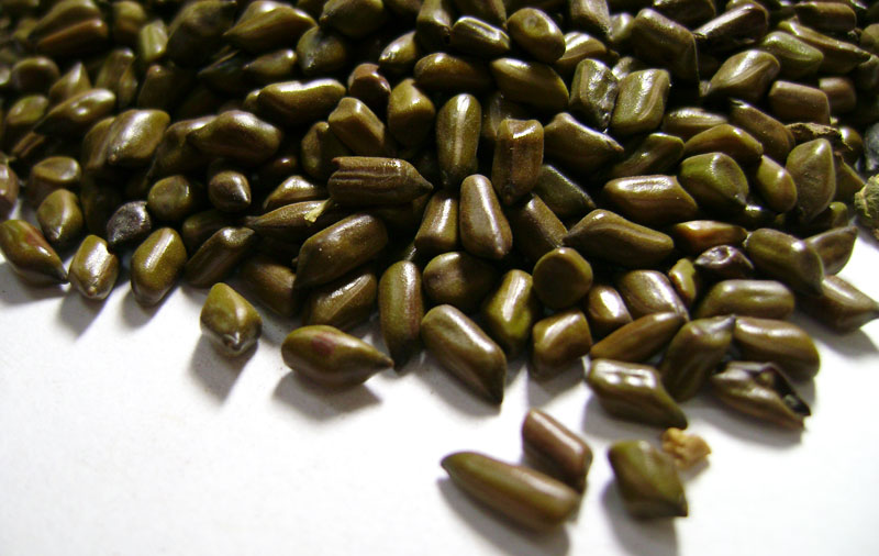 Cassia Gum Powder