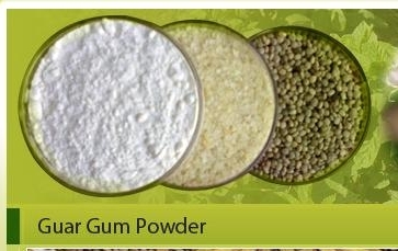 India’s Role as a Leading Producer of Cassia Gum Powder