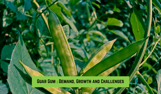 Global Market Outlook for Guar Gum: Demand, Growth and Challenges