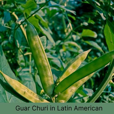 Regional Trends: Demand for Guar Churi in Latin American Poultry Farms