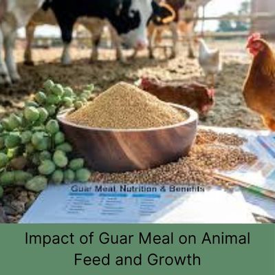 What is the Impact of Guar Meal on Feed Quality and Animal Growth?