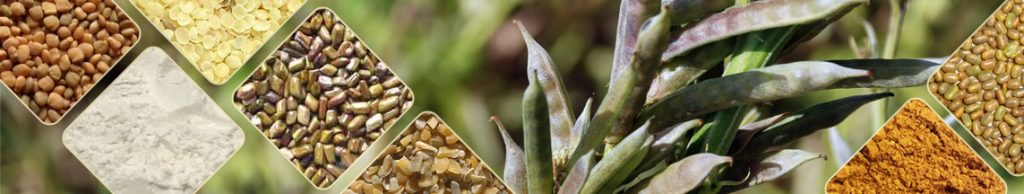 Guar Gum Powder in Food Industry