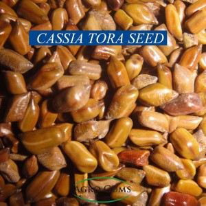 Cassia Tora Seeds
