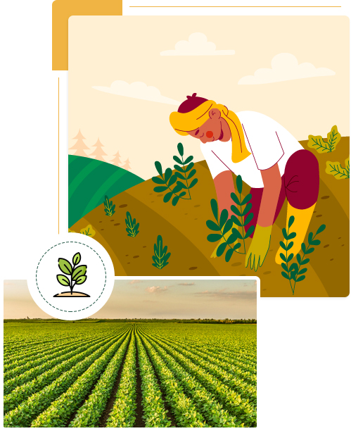 Guar Gum Powder And Cassia Gum Powder Manufacturer