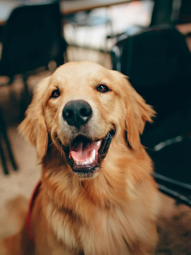 cassia-in-pet-food-industry